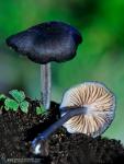 Entoloma chalybaeum (Fr.:Fr.) Noordel. Hongos de Granada