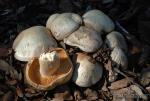 Entoloma lividum. Setas de Granada