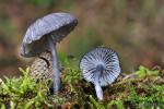 Entoloma serrulatum (Pers.) Hesler. Hongos de Granada