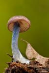 Entoloma callichroum. Hongos de Granada