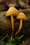 Galerina badipes (Fr.) Kuhner. Hongos de Granada