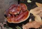 Ganoderma lucidum