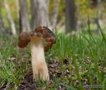 Gyromitra longipes Halmaja.Ascomycetes de Granada