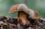 Gyroporus castaneus( Bull.) Qul 1. Boletaceas de Granada