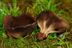 Helvella acetabulum ( L.) Qul. Ascomycetes de Granada