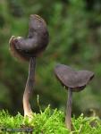 Helvella atra . Ascomycetes de Granada