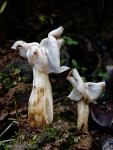 Helvella crispa .Ascomycetes de Granada.