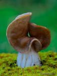 Helvella fusca 1.Ascomycetes de Granada