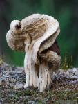 Helvella fusca 3 . Ascomycetes de Grananda