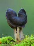 Helvella lacunosa. Ascomycetes de Granada