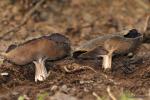 Helvella queletii 2 . Ascomycetes de Granada