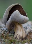 Helvella queletii 4