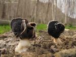 Helvella spadice Schaeffer ( hábitat). Setas de Granada