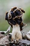 Helvella leucopus Pers. Ascomycetes de Granada