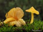 Hygrocybe acutoconica ( Clements) Singer. Hongos de Granada