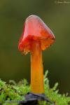 Hygrocybe conica (Schaeff.:Fr.) P.Kumm 2. Hongos de Granada