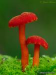 Hygrocybe miniata (Fr.:Fr.) P.Kumm.Hongos de Granada