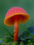 Hygrocybe reidii. Hongos de Granada.