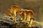 Hygrophoropsis aurantiaca. Hongos de Granada