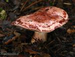 Hygrophorus russula. Setas de Granada