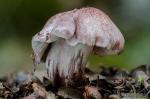 Inocybe adaequata (Britz.) Sacc. Hongos de Granada