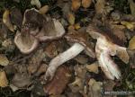 Inocybe adaequata (Britz.) Sacc. corte. Hongos de Granada