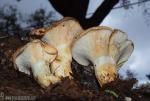 Lactarius zonarius , falso níscalo, setas de Granada