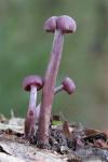 Laccaria amethystina. Hongos de Granada