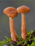 Laccaria laccata joven. Hongos de Granada