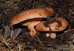 Lactarius deliciosus