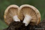 Lactarius acerrimus Britz. Hongos de Granada