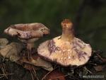 Lactarius cistophilus Bon & Trimbach( Lminas). Hongos de Granada