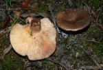 Lactarius cistophilus Bon & Trimbach