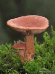 Lactarius decipiens. Hongos de Granada