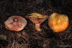 Lactarius sanglifuus. Setas de Granada