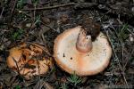 Lactarius tesquorum. Setas de Granada.