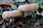 Lactarius tesquorum. Hongos de Granada