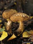 Leccinum scabrum. Hongos de Granada