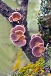 Lentinus strigosus grupo. Agaricales de Granada