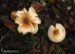 Lepiota oreadiformis. Hongos de Granada