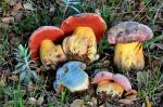 Boletus lupinus Fr. grupo. Hongos de Granada