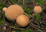 Lycoperdon perlatum