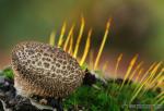 Lycoperdon nigrescens. Hongos de Granada