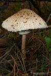 Macrolepiota procera 1. Setas de Granada