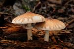 Macrolepiota excoriata. Hongos de Granada