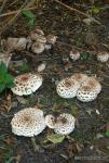 Macrolepiota rhacodes var.bohemica. Hongos de Granada