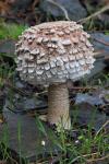 Macrolepiota fuliginosa. Hongos de Granada