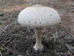 Macrolepiota mastoidea