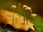 Marasmius quercophilus