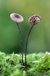 Marasmius androsaceus (L.: Fr.) Fr. Hongos de Granada